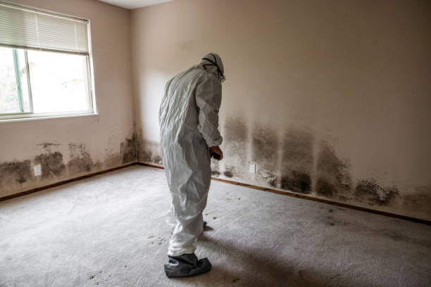 Best Commercial Mold Removal  in USA